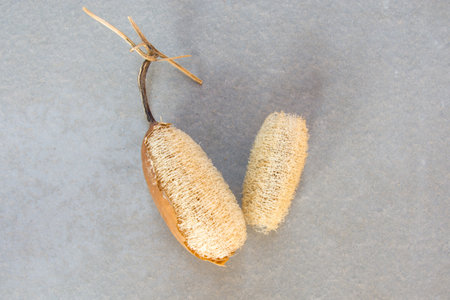 Peel off the shell luffa with gray background