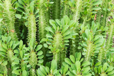 Close fresh cactus background wallpaperの写真素材