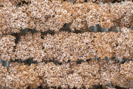 Close up of the garlicの写真素材