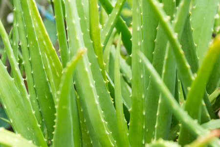 Fresh aloe vera  in gardenの写真素材
