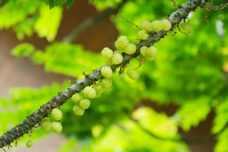 Fresh star gooseberry with leaf in gardenの写真素材
