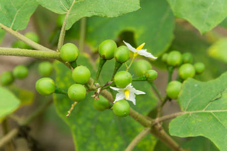 Turkey berry with leaf in gardenの写真素材