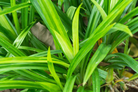 Green pandan leaves in gardenの写真素材