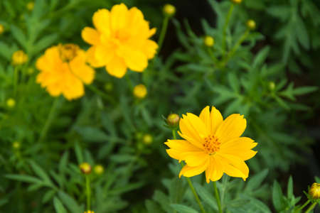 Yellow cosmos flower in nature gardenの写真素材