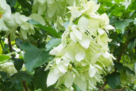 Mussaenda philippica Dona Aurora Familyの写真素材