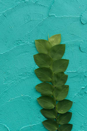 Green leaf on wallの写真素材