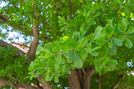 Green terminalia ivorensis chev leafの写真素材