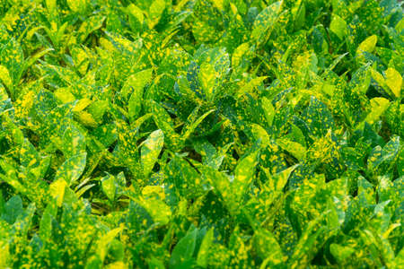 Variegated laurel leaf in nature gardenの写真素材