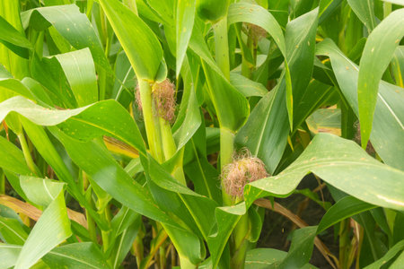 Ripe corn and corn plant in the field