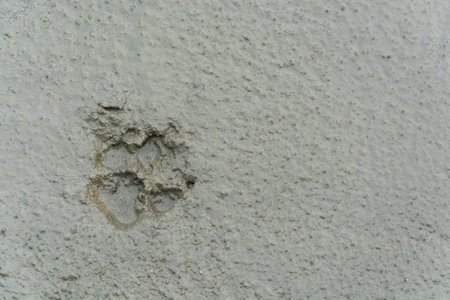 Footprints dog  two marks on the concrete floorの写真素材