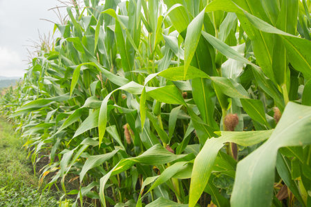 Ripe corn and corn plant in the fieldの写真素材