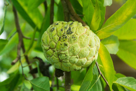 Custard apple fruit in gardenの写真素材