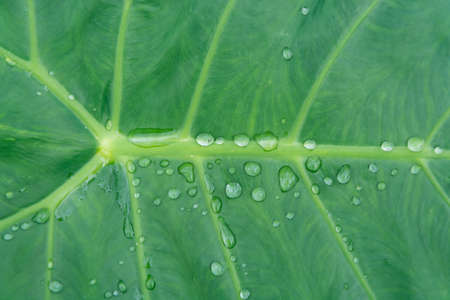Water drop on taro stalk leafの写真素材
