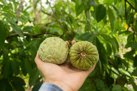 Custard apple fruit in gardenの写真素材