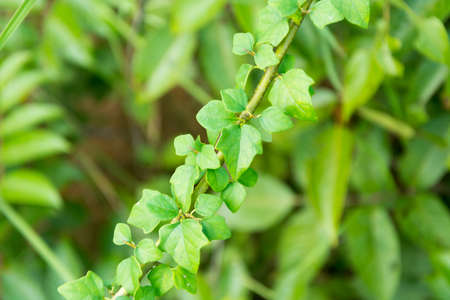 Green leaf close wallpaper pictureの写真素材