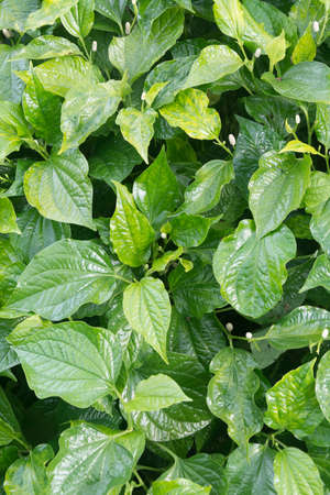 Green leaves of piper betleの写真素材