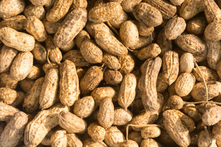 peanuts in shells background pictureの写真素材
