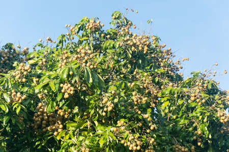 Close up of fresh longan on gardenの写真素材
