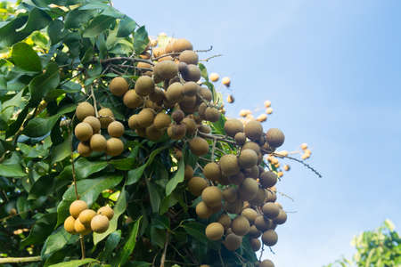 Close up of fresh longan on gardenの写真素材