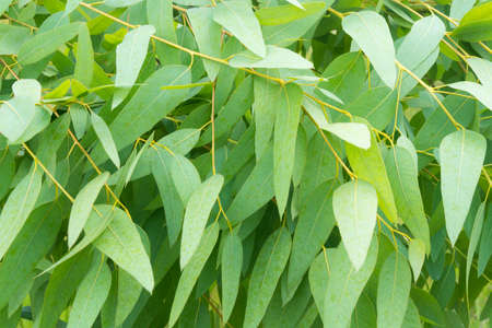 Green eucalyptus leaf background textureの写真素材