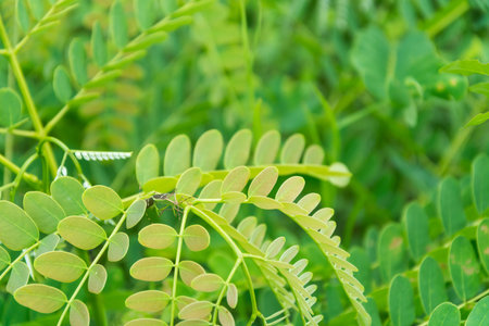Mating shots of insects. Insects mating.の写真素材
