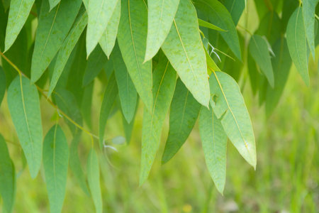 Green eucalyptus leaf background texture