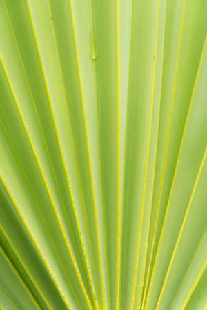 Green sugar palm leaf backgroundの写真素材