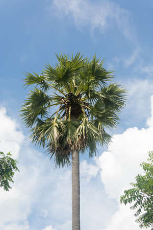 Palmyra palm tree with blue skyの写真素材