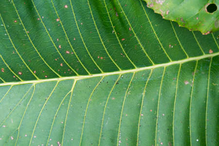 Green leaf close wallpaper pictureの写真素材
