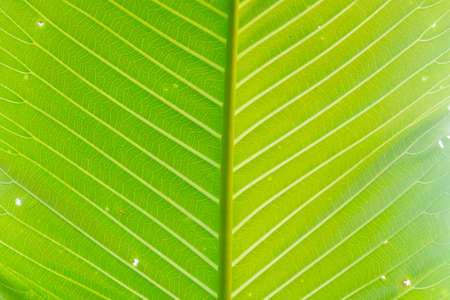 Green leaf close wallpaper pictureの写真素材