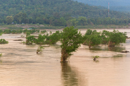The tree in riverの写真素材