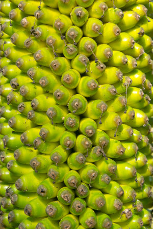 Titan arum seeds in green nature,Thailand