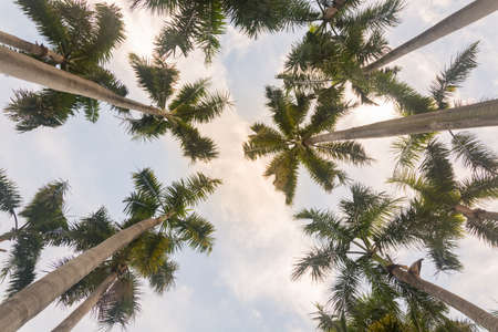 Royal palm in nature gardenの写真素材