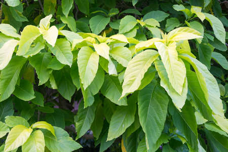 Green leaf close wallpaper pictureの写真素材