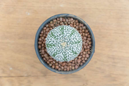 Astrophytum asterias cactus on pot with wooden backgroundの写真素材