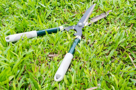 Gardener cut a grass with hedge trimmersの写真素材