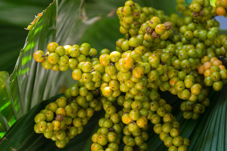 A bunch of palm fruit