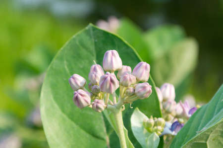 Purple crown flower in gardenの写真素材