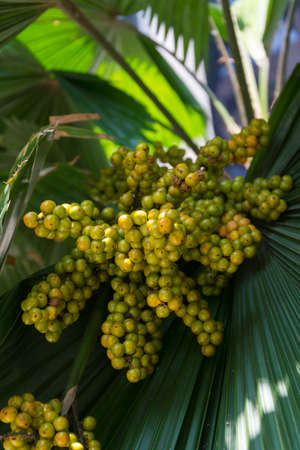 A bunch of palm fruitの写真素材