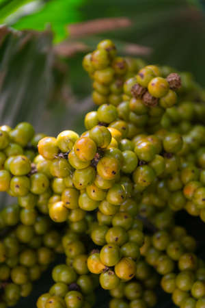 A bunch of palm fruitの写真素材