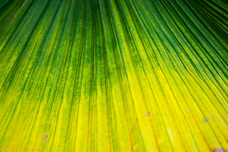 Green sugar palm leaf backgroundの写真素材