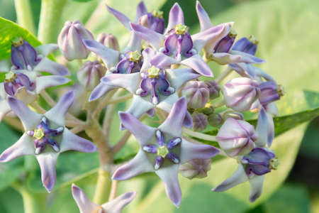 Purple crown flower in gardenの写真素材