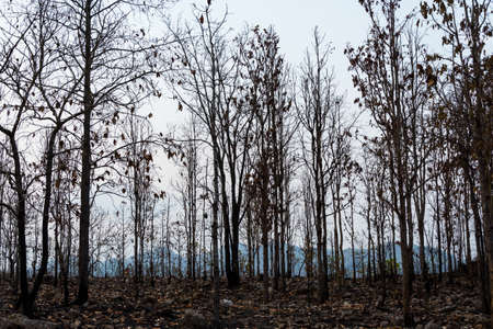 Forest after wildfire burn fire destroyed everythingの写真素材