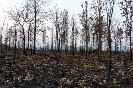 Forest after wildfire burn fire destroyed everythingの写真素材