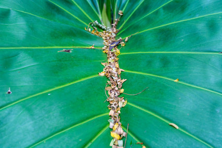 Green leaf close wallpaper pictureの写真素材