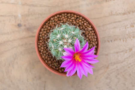 mammillaria schumannii cactus on pot with magenta flowerの写真素材