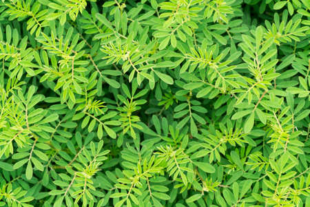 Green leaf close wallpaper pictureの写真素材