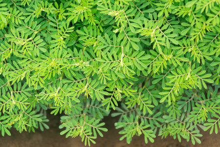 Green leaf close wallpaper pictureの写真素材