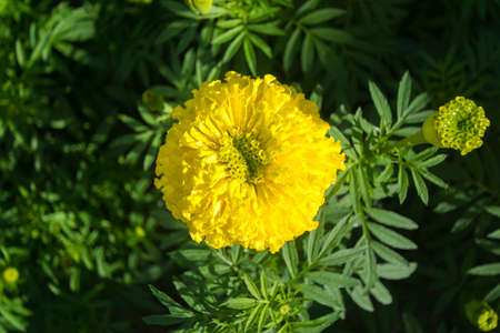 Marigold flower in the gardenの写真素材
