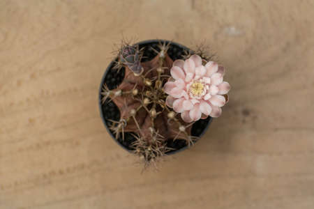 Gymnocalycium cactus on pot with wooden backgroundの写真素材
